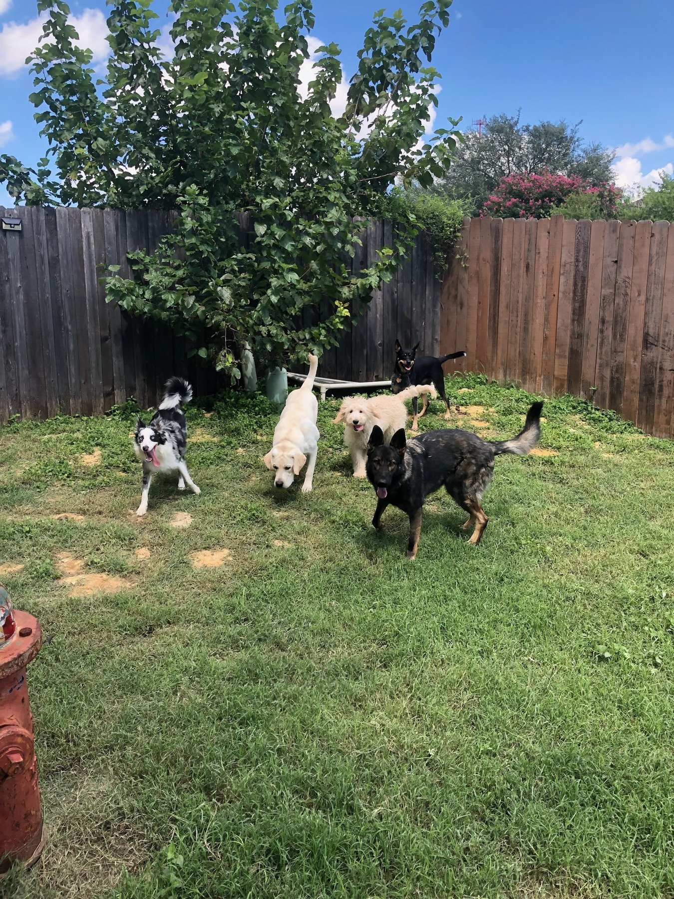 Lucky Star Dog Training — dog trainer in Austin, TX