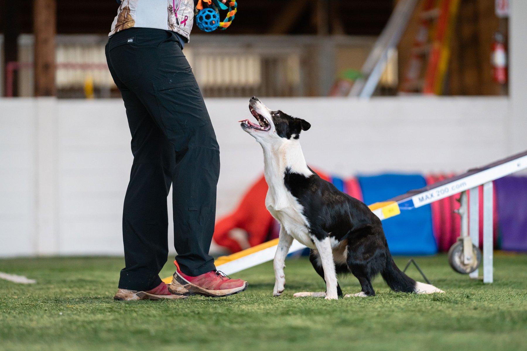 Corral Creek Dog Sport Center
