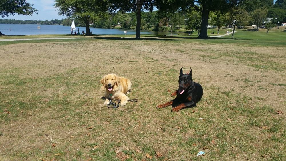 New England Canine