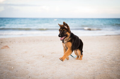 Salty Paws Dog Training