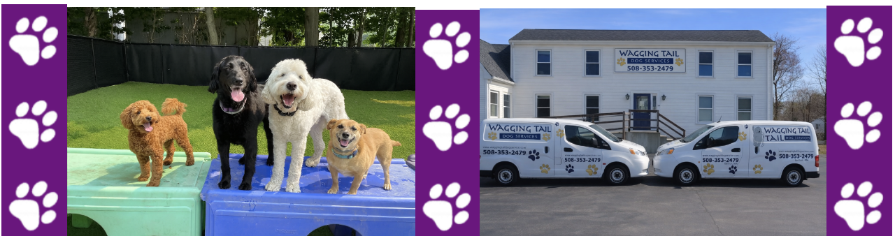 Wagging Tail Dog Services — dog trainer in Brockton, MA