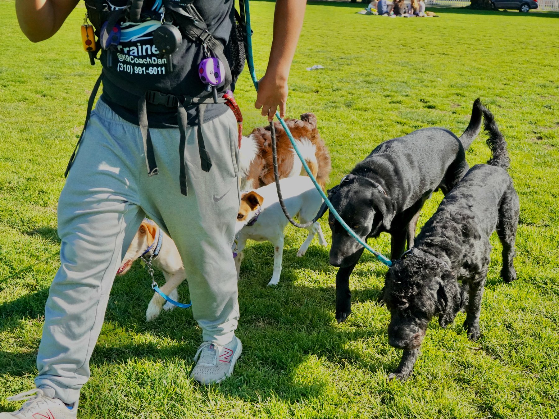 K9 Coach Dan