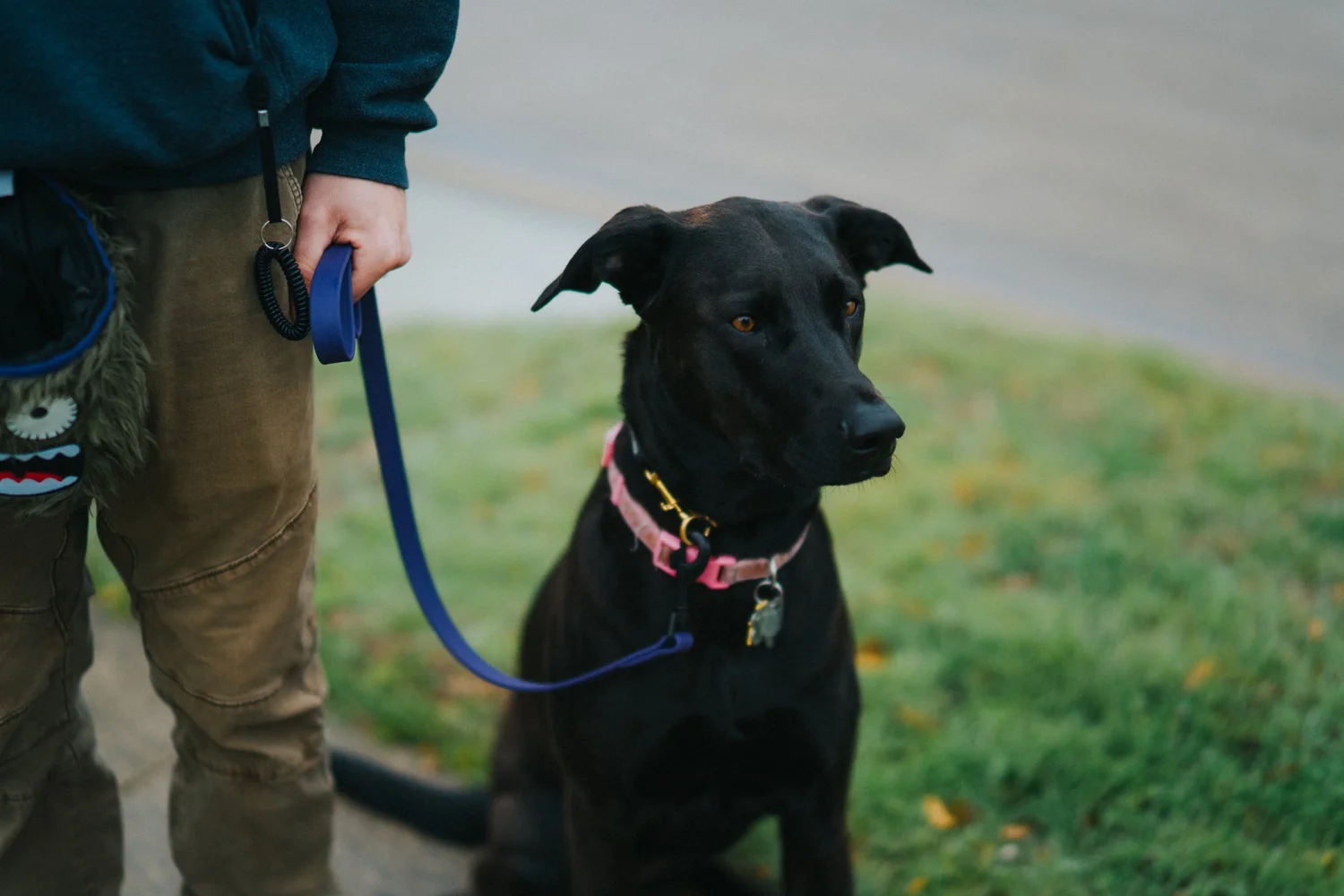 Legion Dog Training