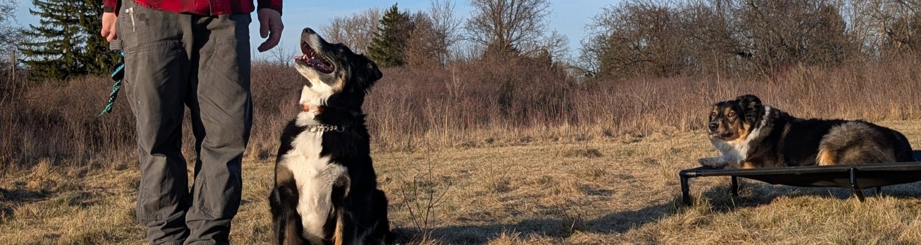 Empower U K9 — dog trainer in Rochester, NY