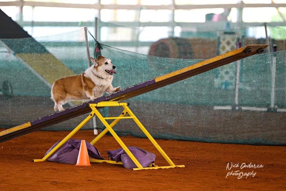 Paws N’ Reflect, LLC