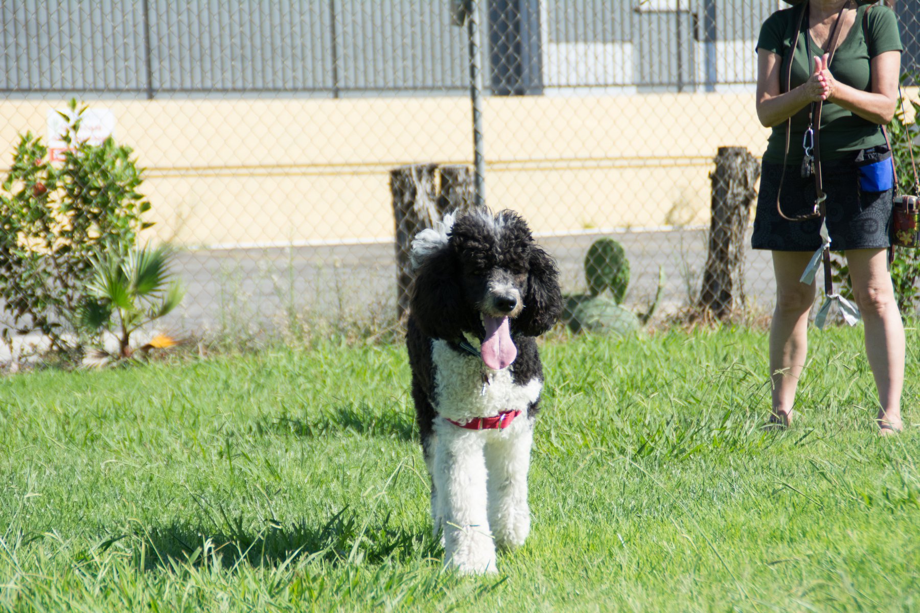 DogFather Dog Institute