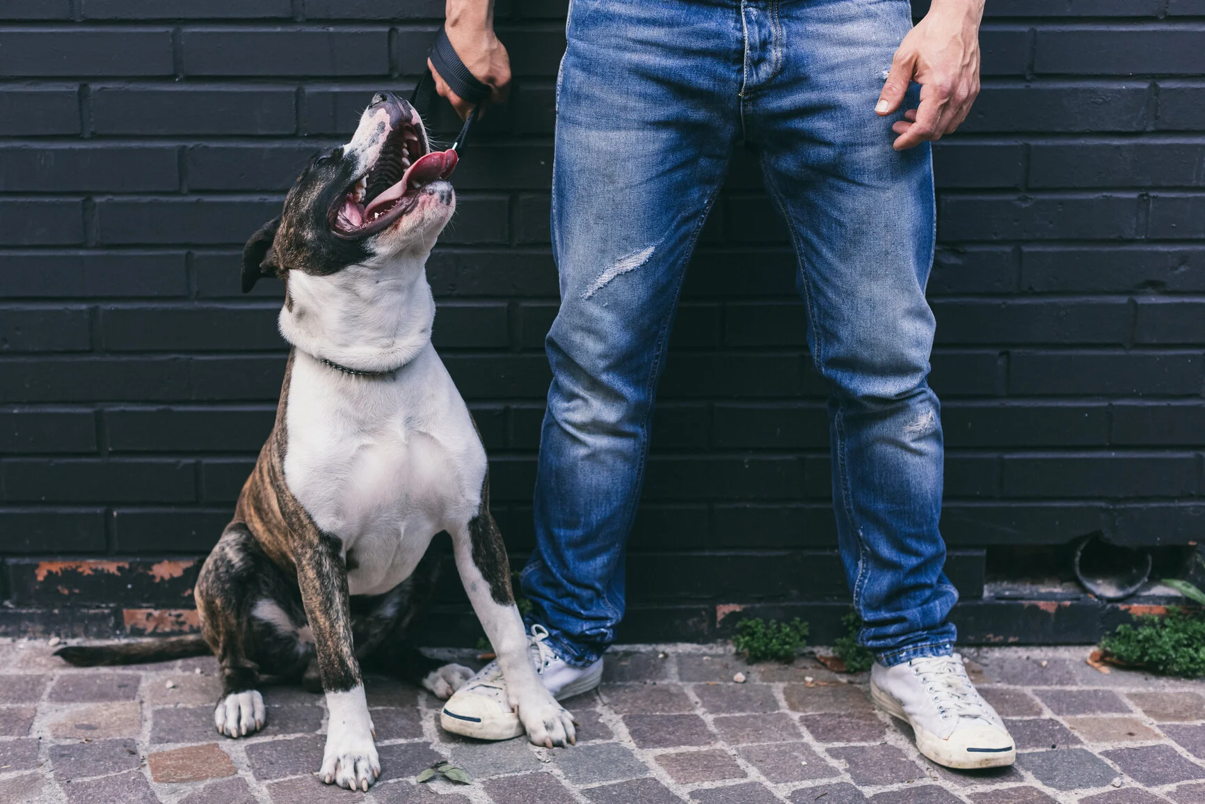 Tampa Dog Bootcamp