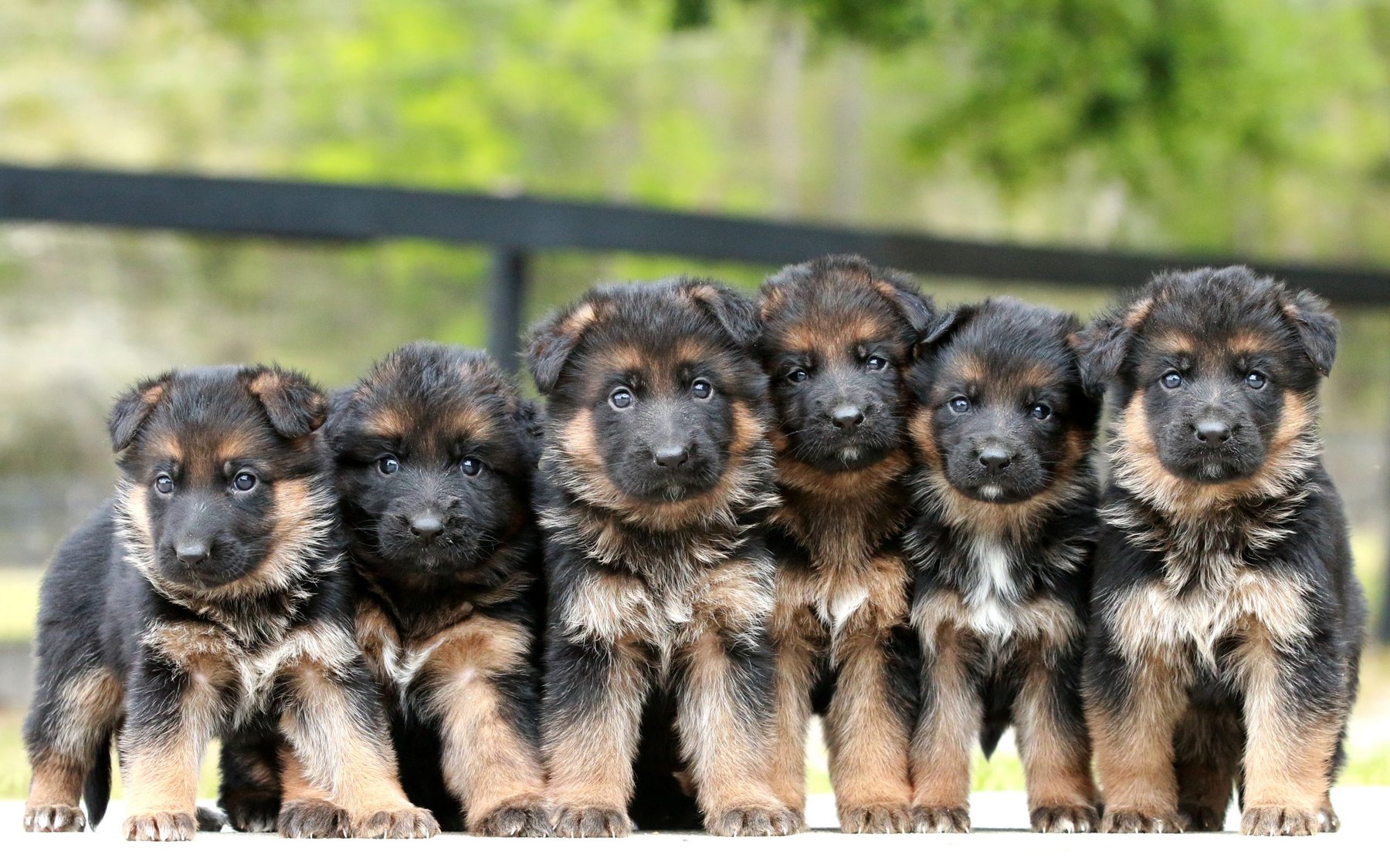 Canine Extreme