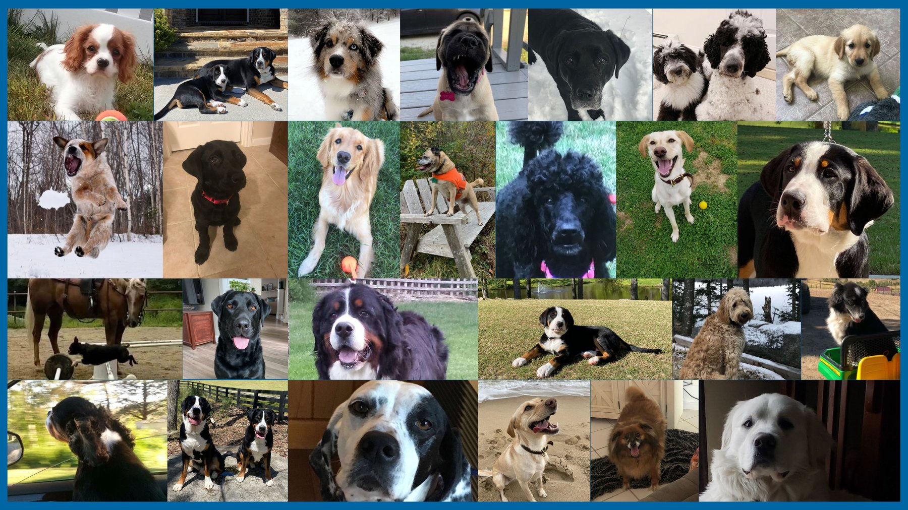 Ahead of The Game Dog Training