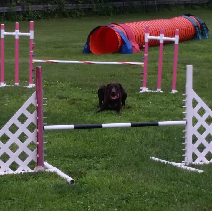 Wantage Dog Dome