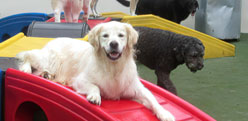 Pet Camp Main Campground