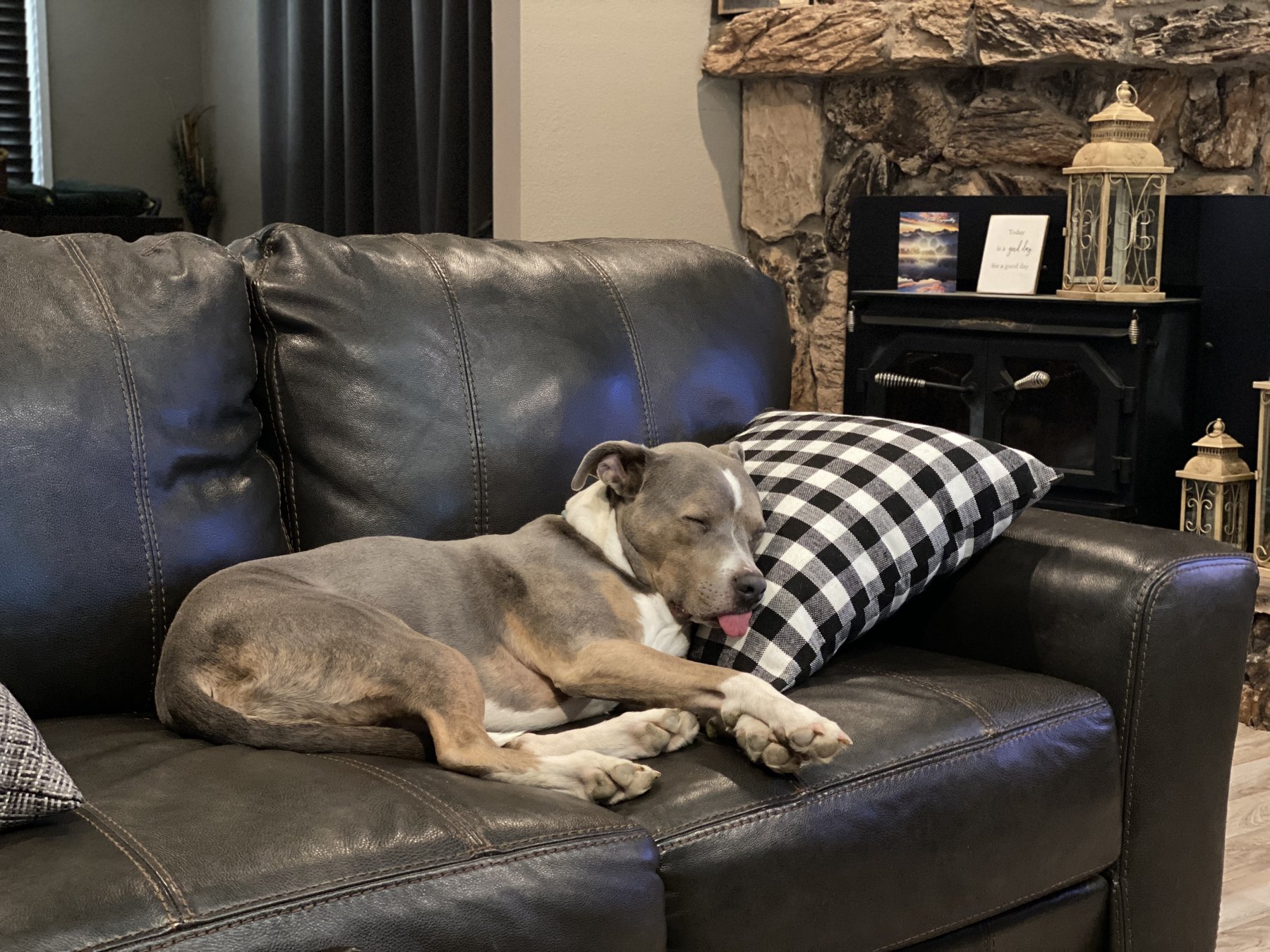 Country Road Canines, LLC — dog trainer in Sacramento, CA