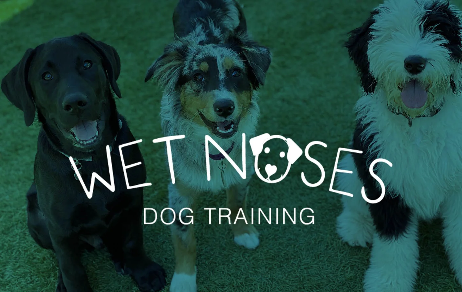 Wet Noses Dog Training