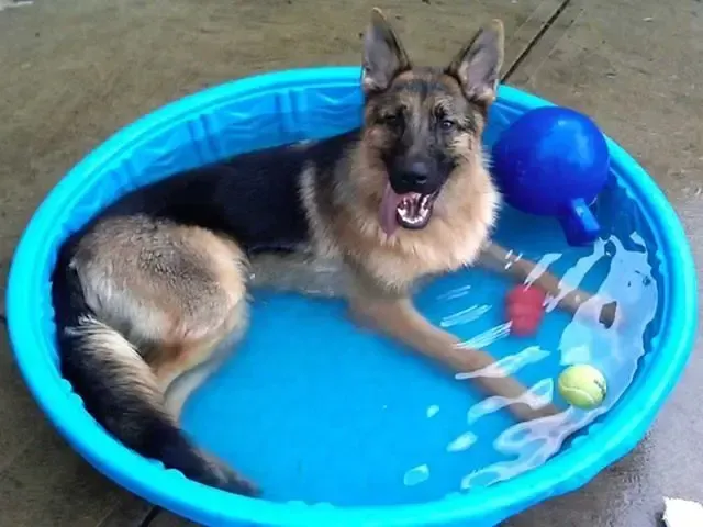 Doggyland Daycare & Boarding