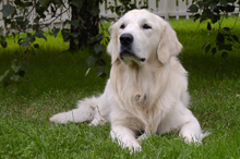 Best Paw Forward Dog Training & Human Education