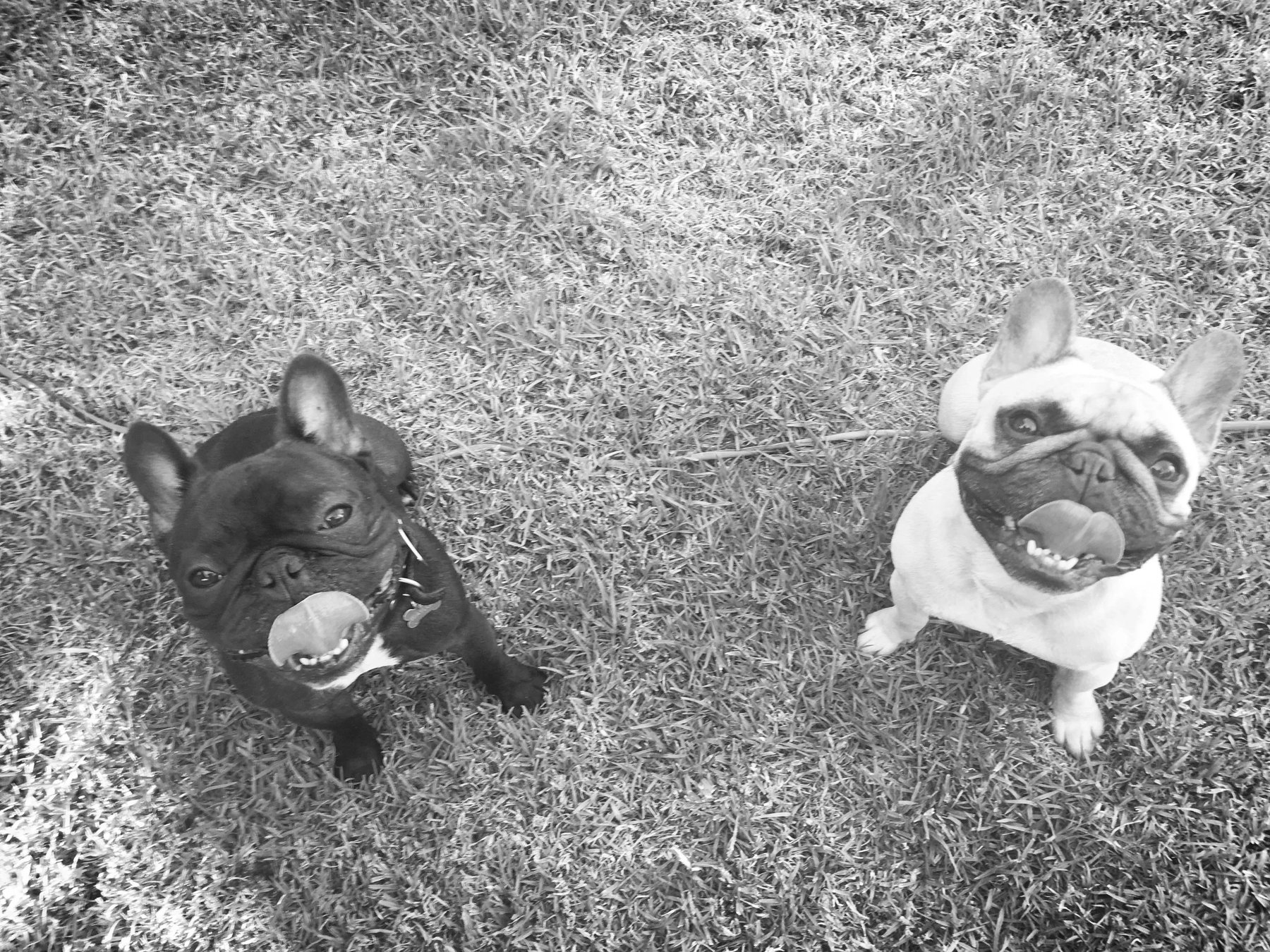GRK Dog Trainers