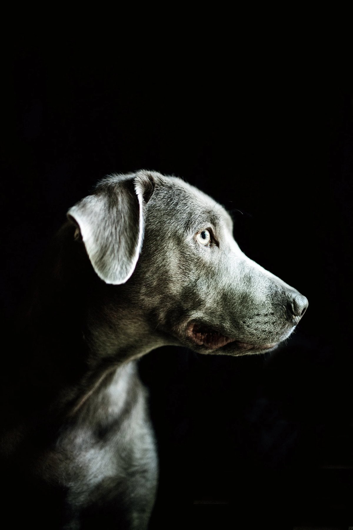 Vero Dog Hero