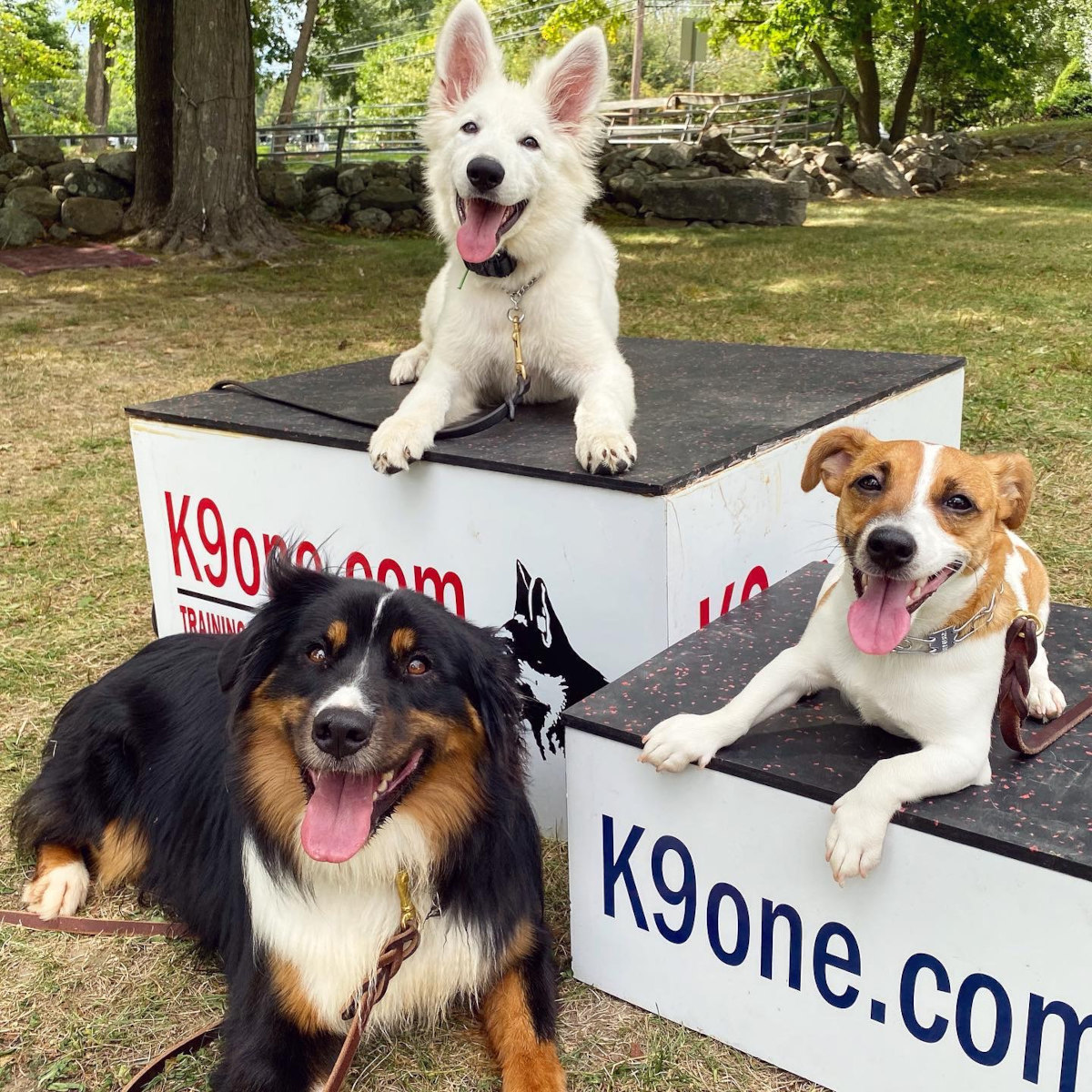K9one LLC @ Stonehill Kennel