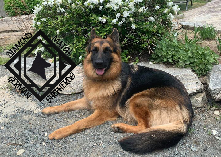 Diamond Match German Shepherds