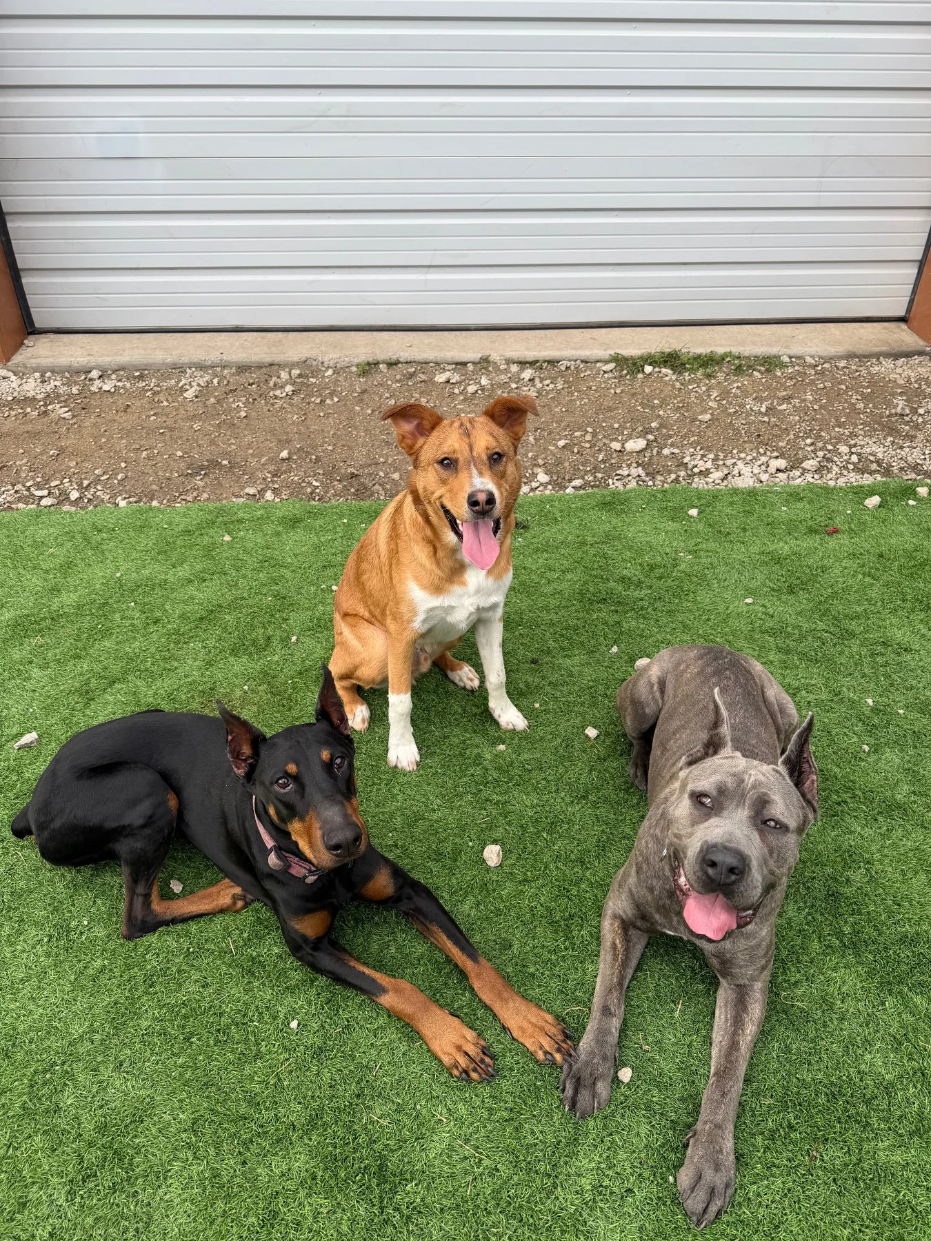 Sentinel K9 – Expert Training | Boarding | Daycare