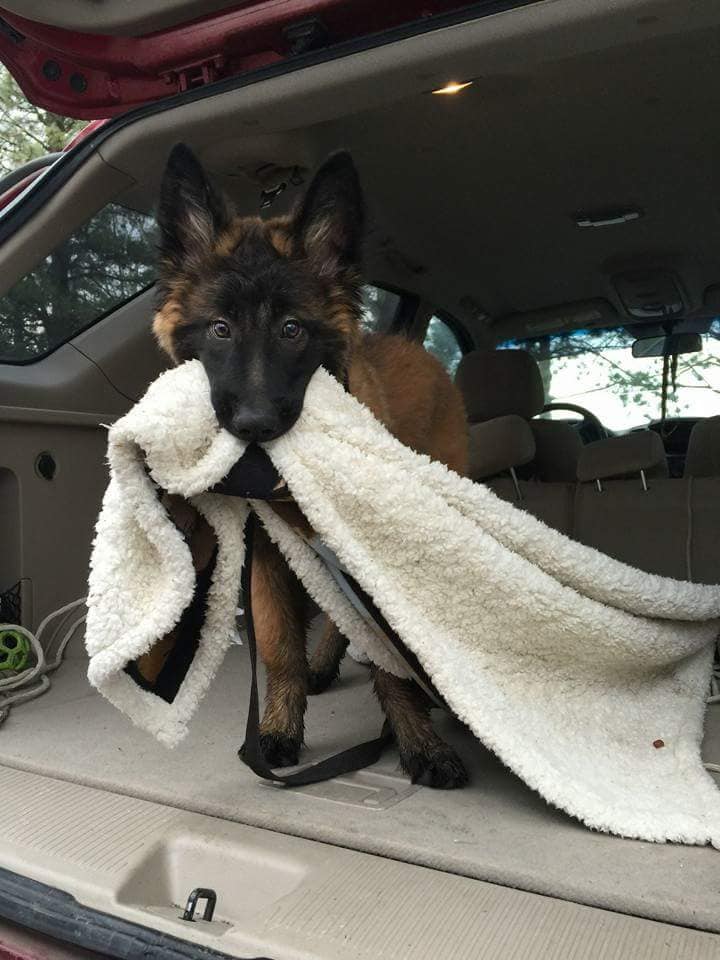 The Complete K9