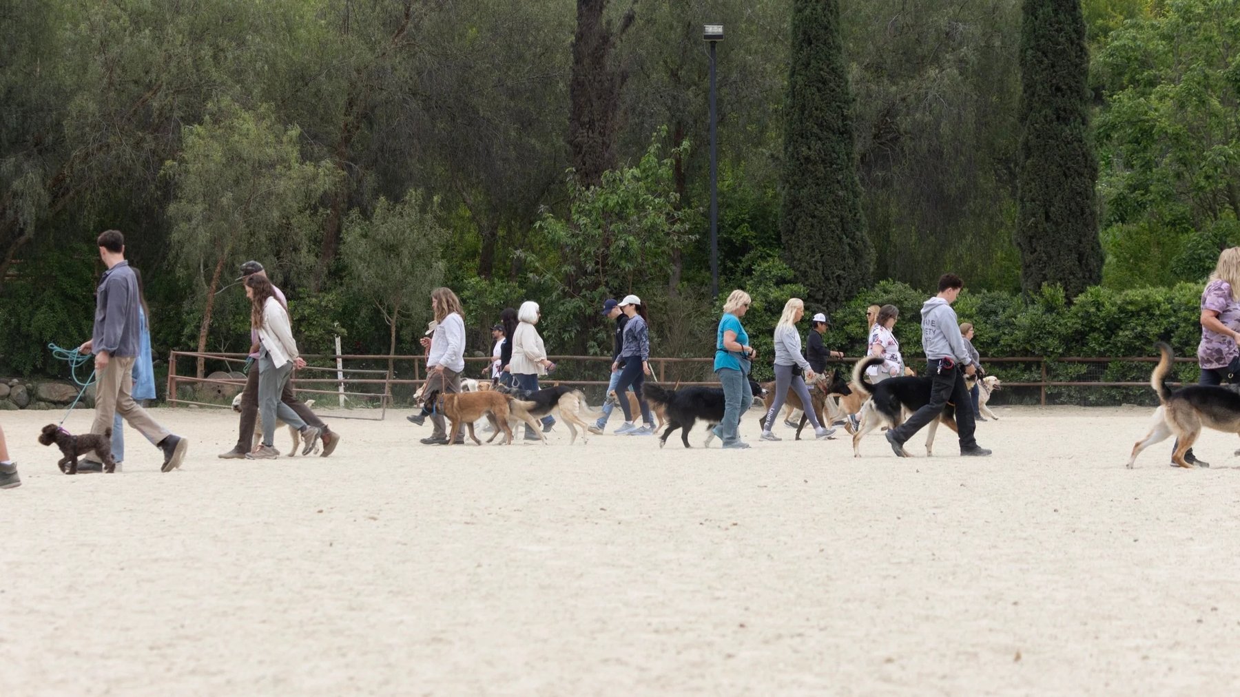 The Canine Messenger