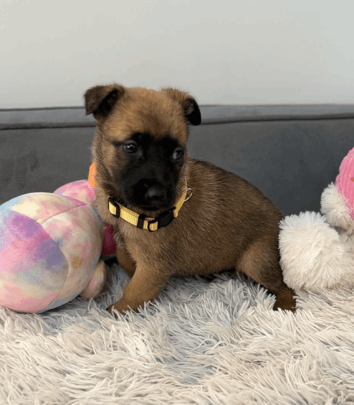 Carlisle K9 Dog Training — dog trainer in Conroe, TX