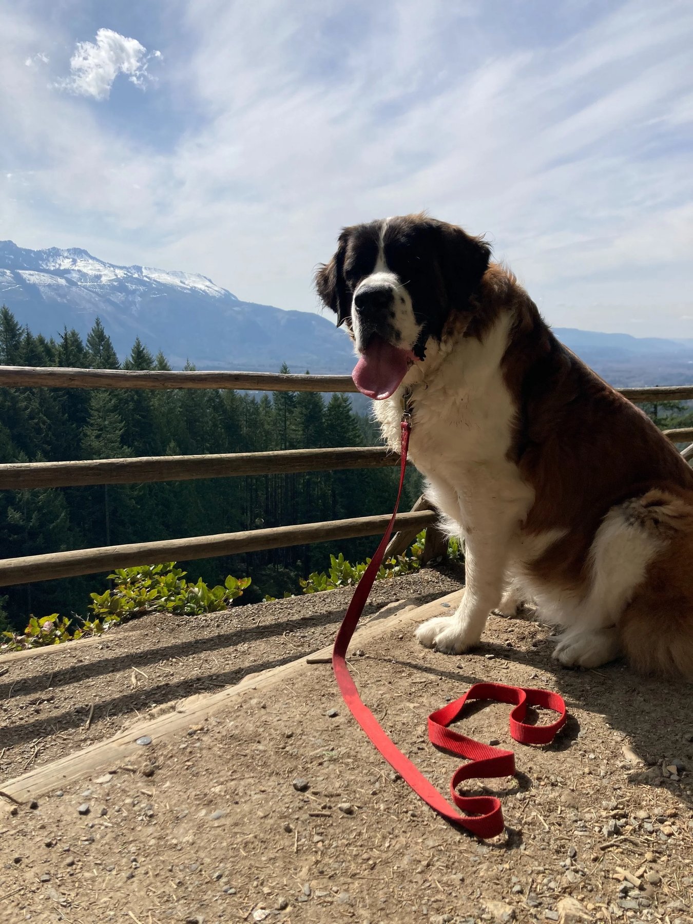 Whole Dog Training and Behavior