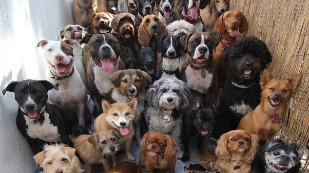 Canines on Course