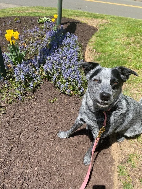 Canine Curiosity