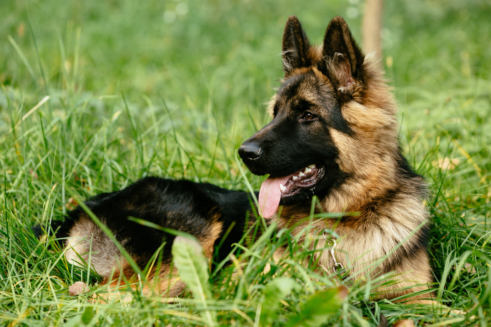 Kelley’s K-9 camp LLC