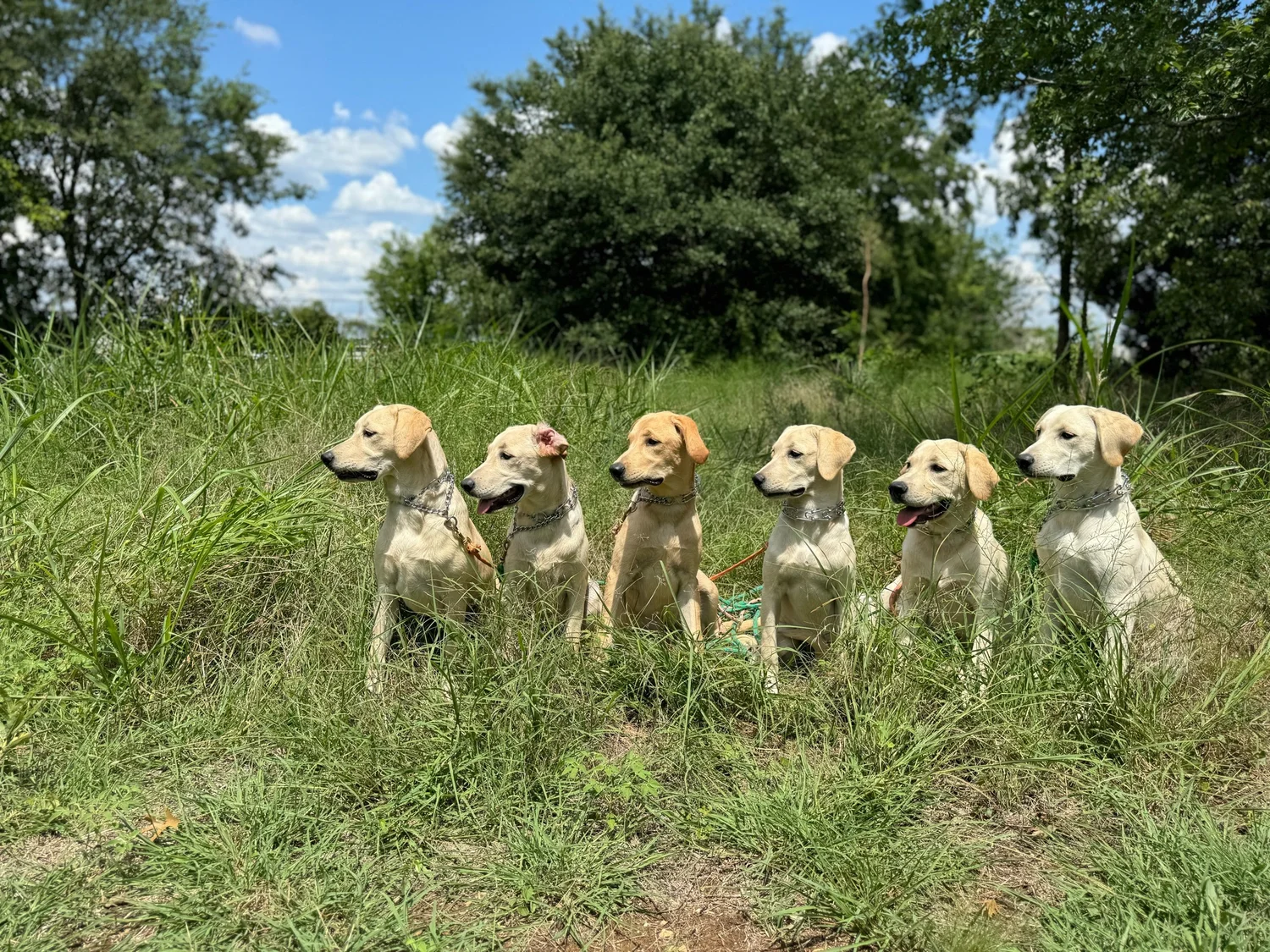 The Yellow Lab Lady K9 Coaching and More