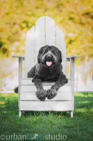 PETS Pet Enrichment and Training Solutions, LLC