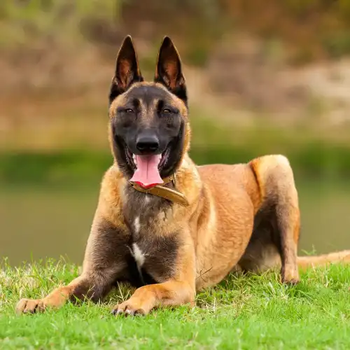 K9 Advisors Dog Training