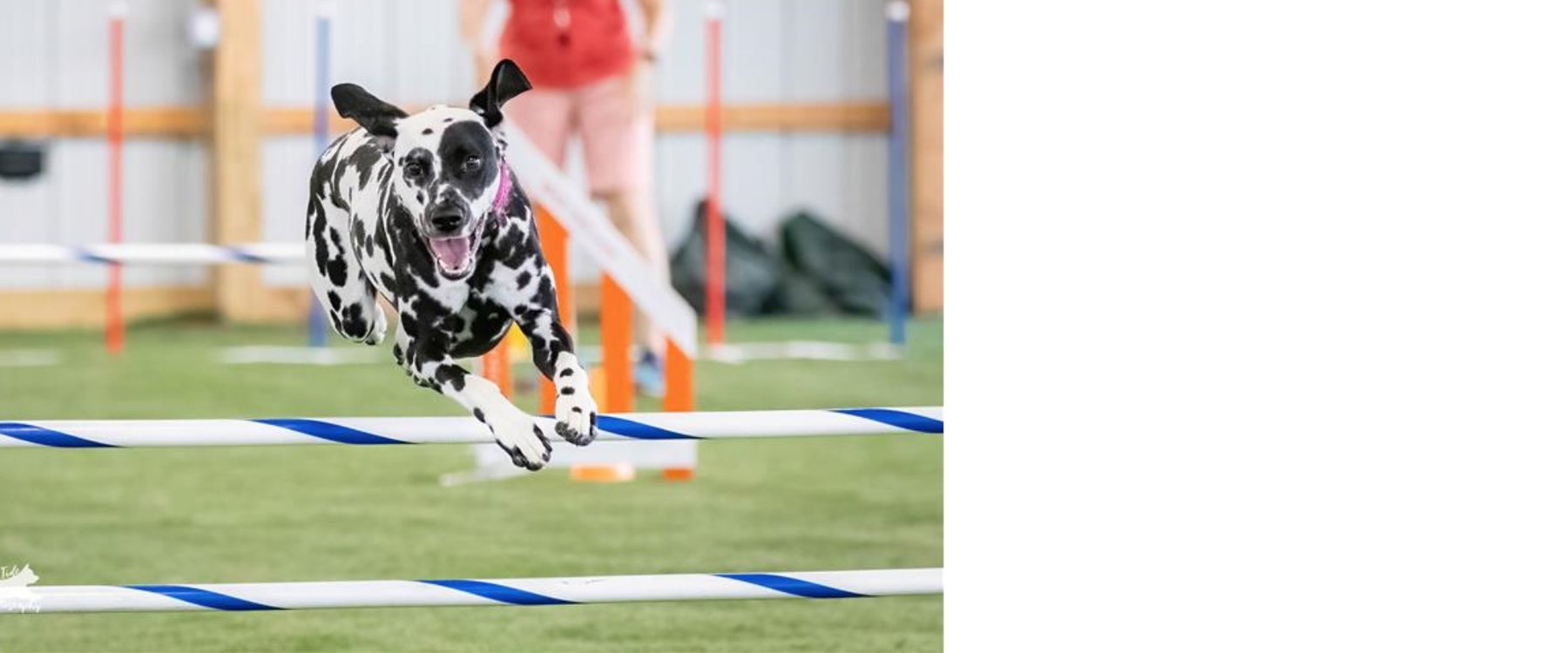 Bayshore Companion Dog Club