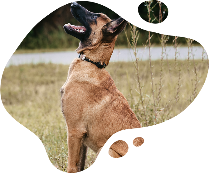 H.K. Dog Training — dog trainer in Fort Myers, FL