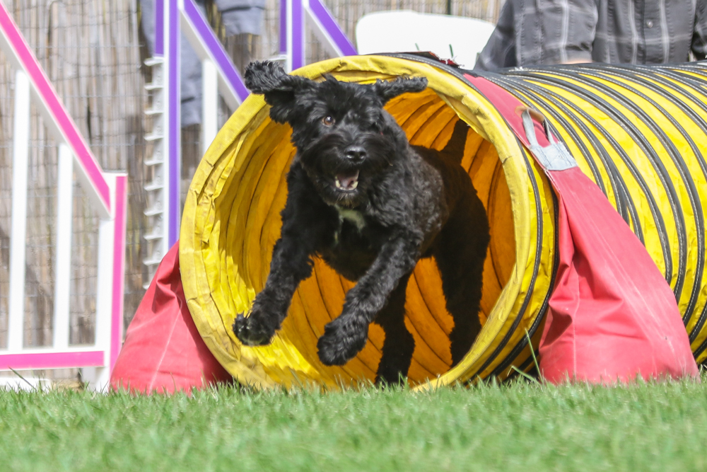 Happy Dog Happy Owner