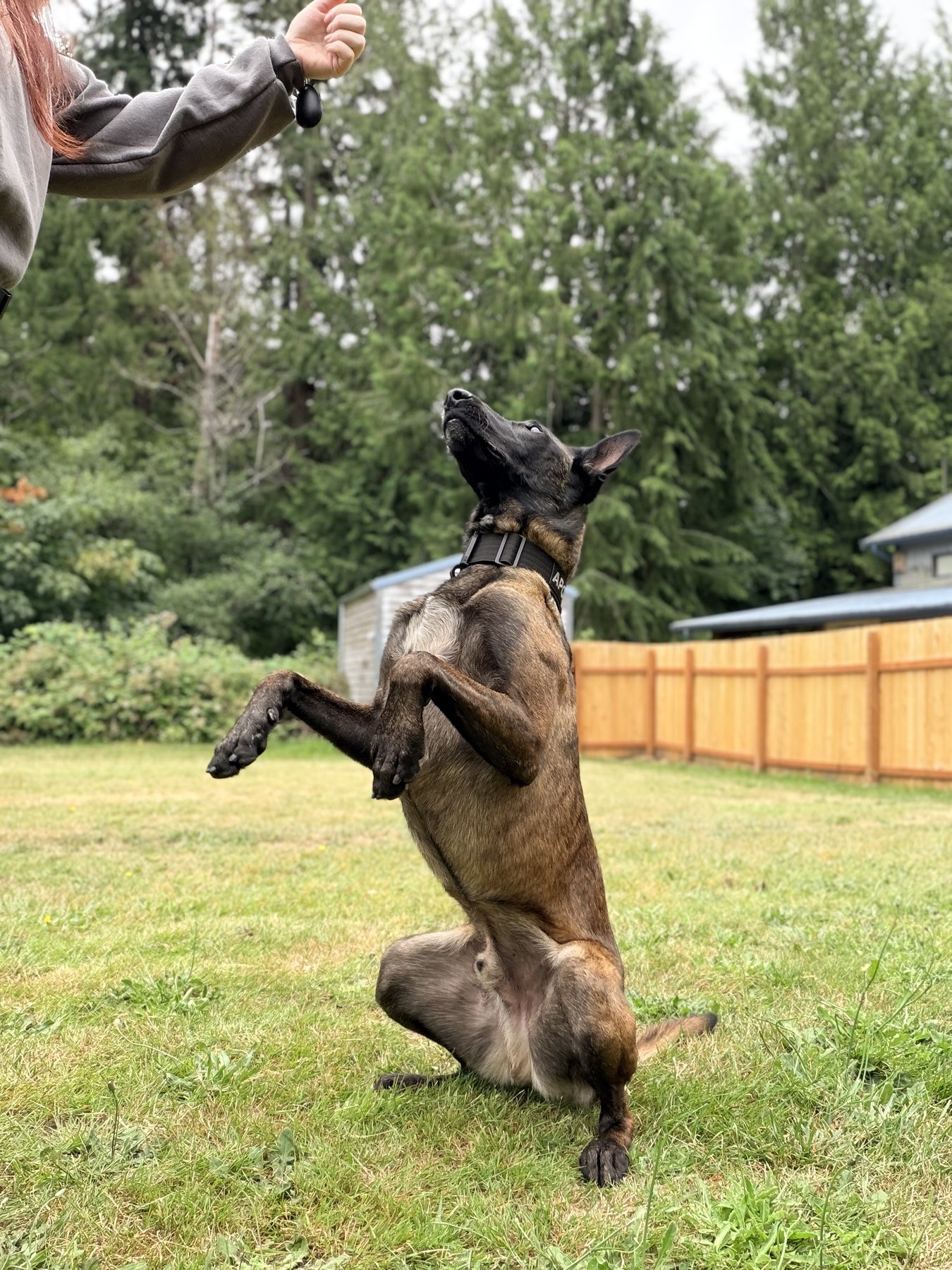 Apollo K9 Academy LLC