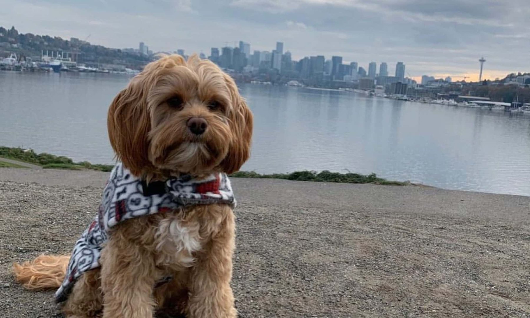 The Pet Care Club of Seattle