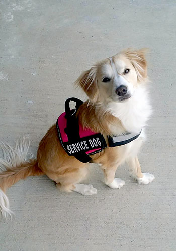 Mayday Dog Training