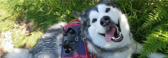 Sura Dog Training (certified dog training)