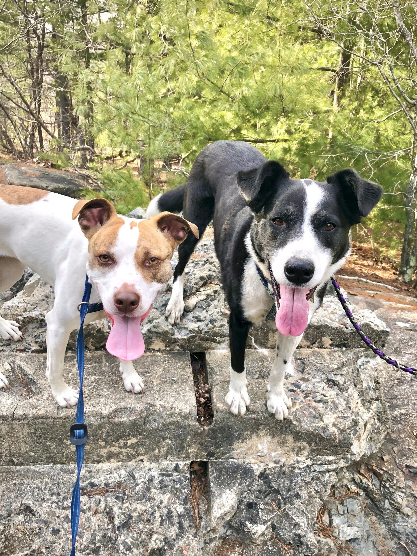 High Fidelity Dogs