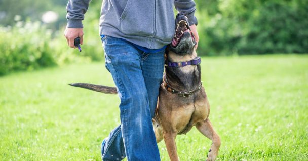 Sit Means Sit Dog Training West Florida