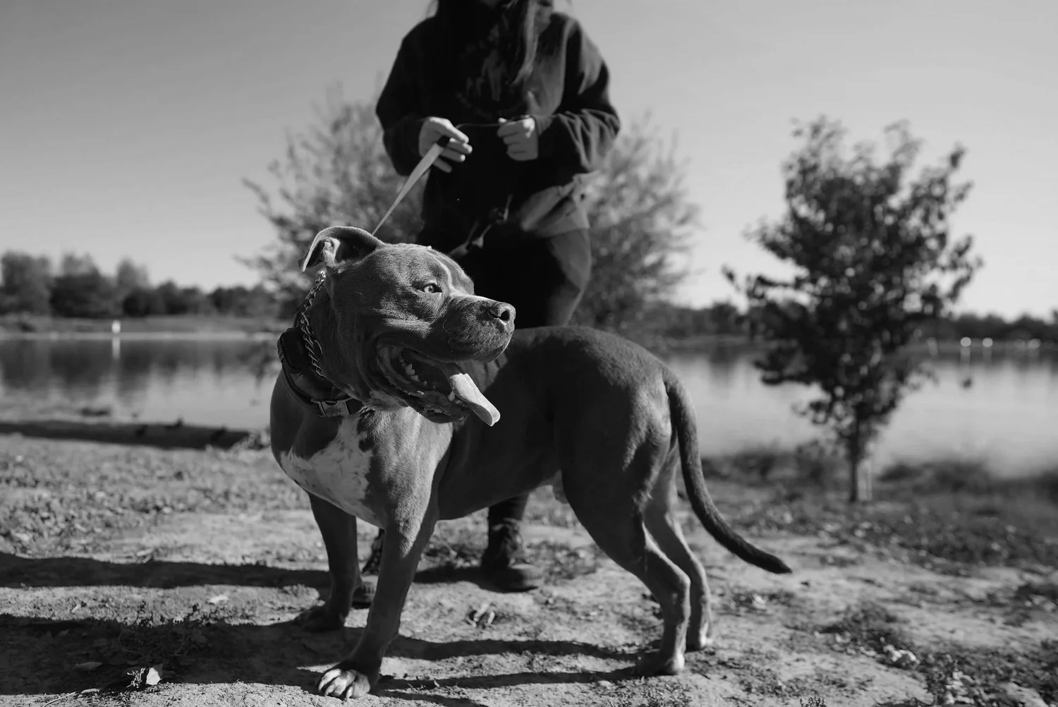 Let’s Go K9 Training