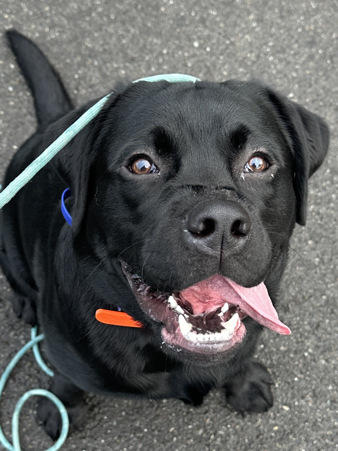Best Friend Forever K9 — dog trainer in Tacoma, WA