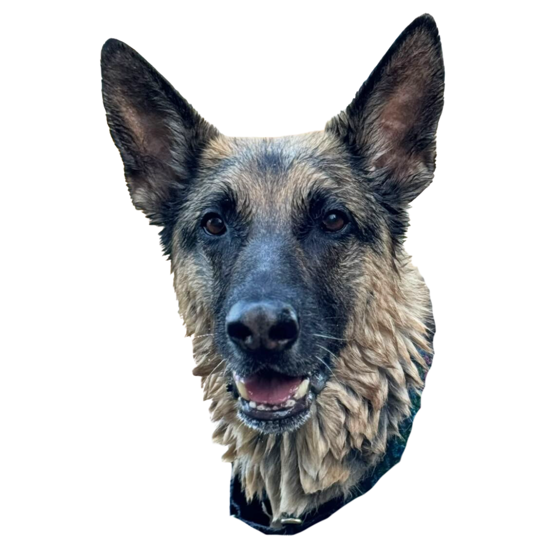 Dacia’s Dog Training