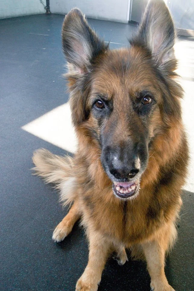 Club K-9