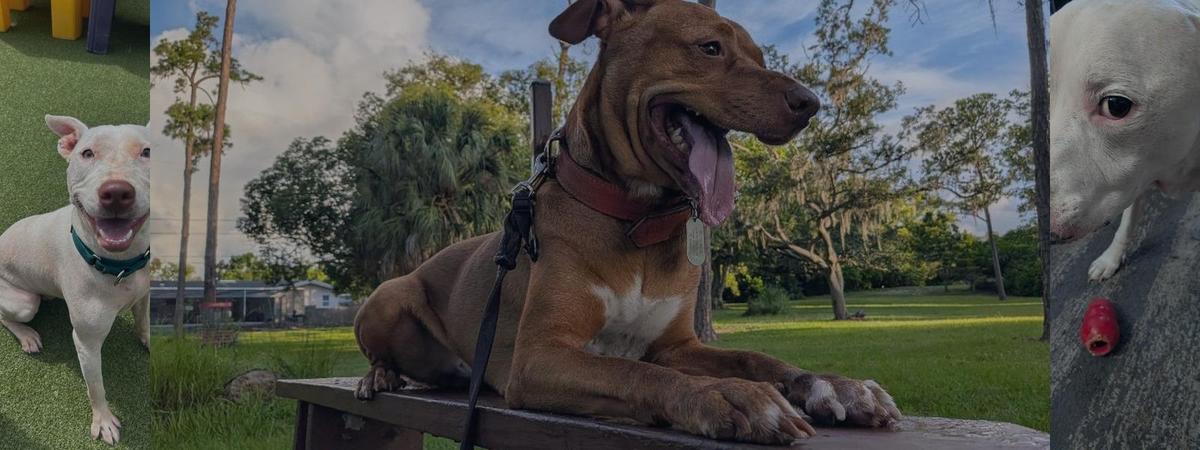Spare Human Services — dog trainer in Clearwater, FL