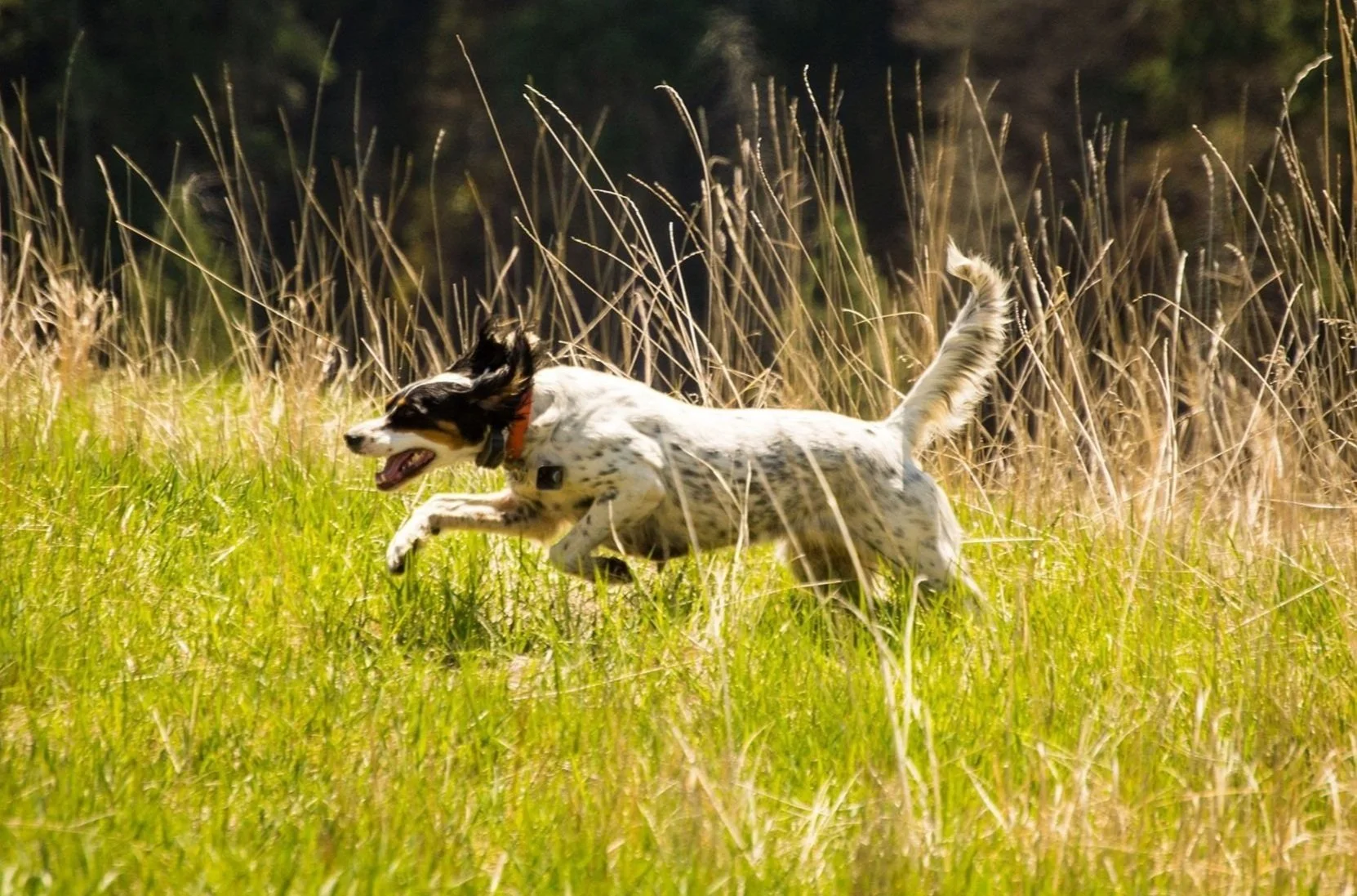Hutson Heritage, LLC Upland Canine Consultant