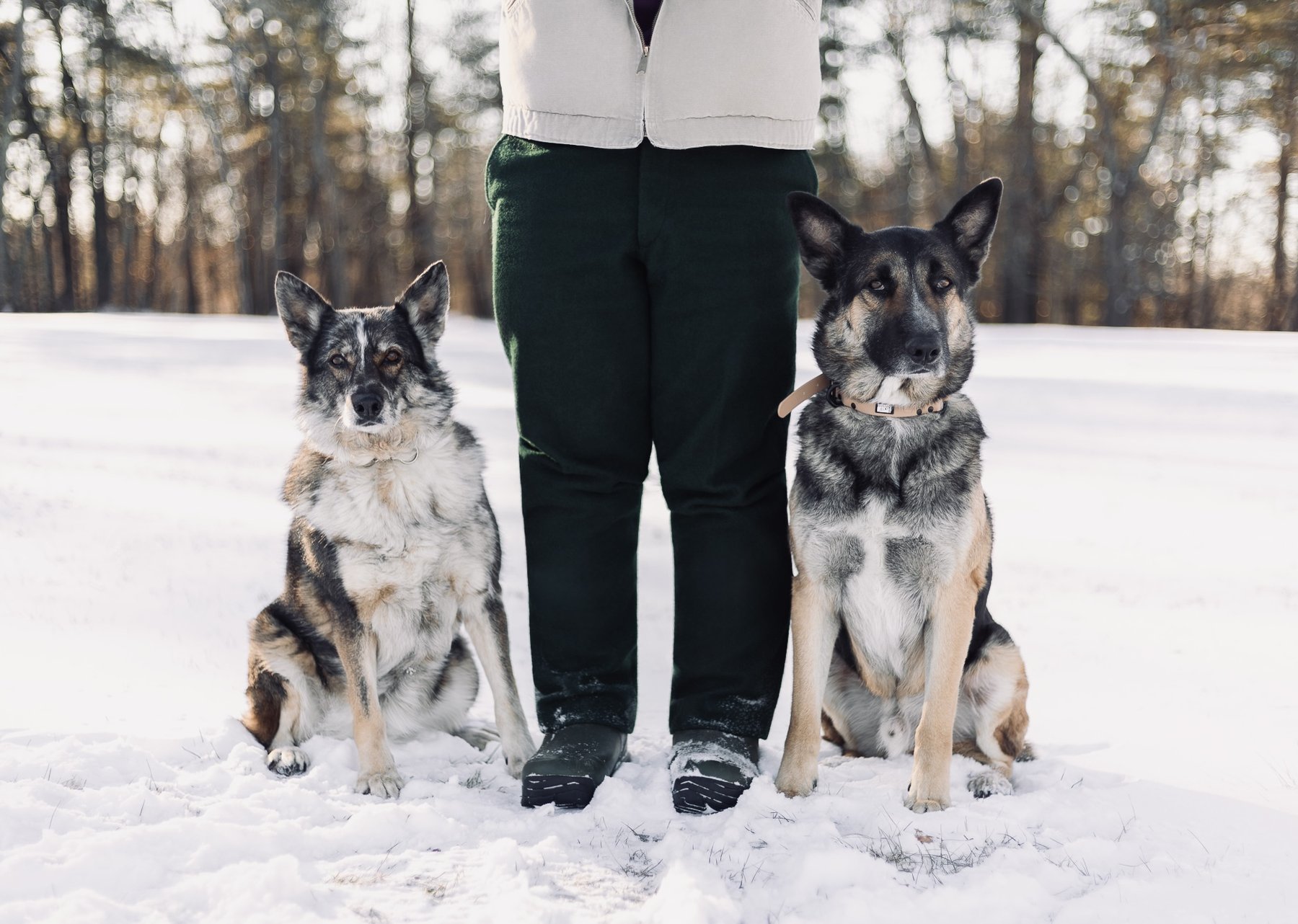 The Canine Coach